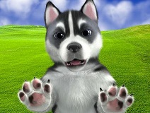 Foo Pets Foo Pets
